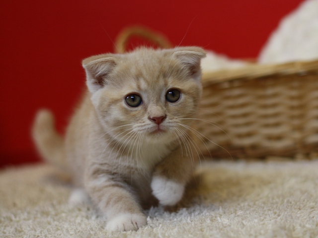 スコティッシュフォールドの子猫画像