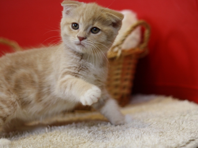スコティッシュフォールドの子猫画像