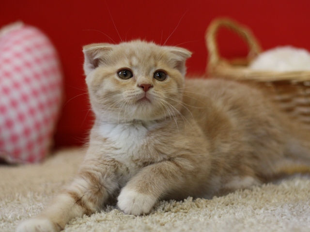 スコティッシュフォールドの子猫画像