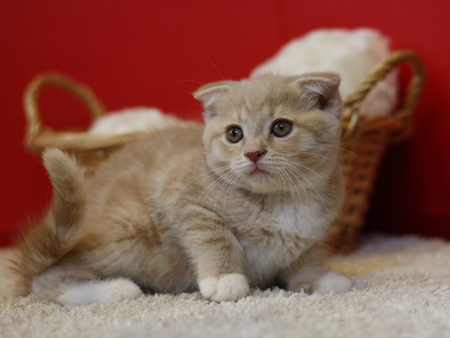 スコティッシュフォールドの子猫画像