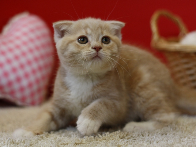 スコティッシュフォールドの子猫画像