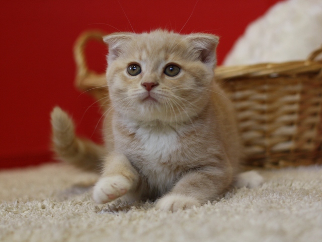 スコティッシュフォールドの子猫画像