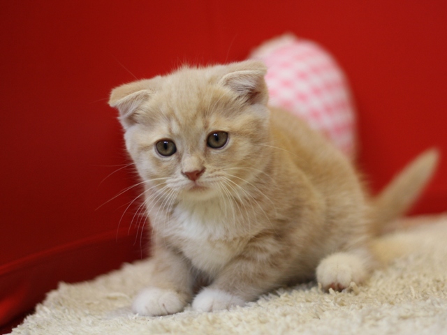 スコティッシュフォールドの子猫画像