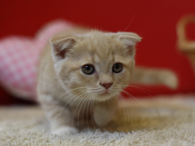 スコティッシュフォールドの子猫画像