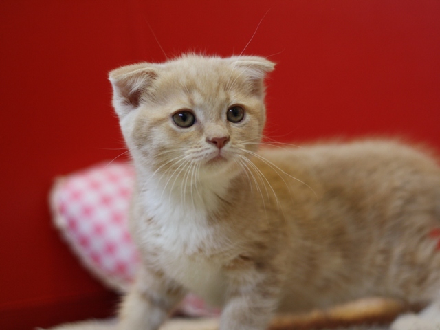 スコティッシュフォールドの子猫画像