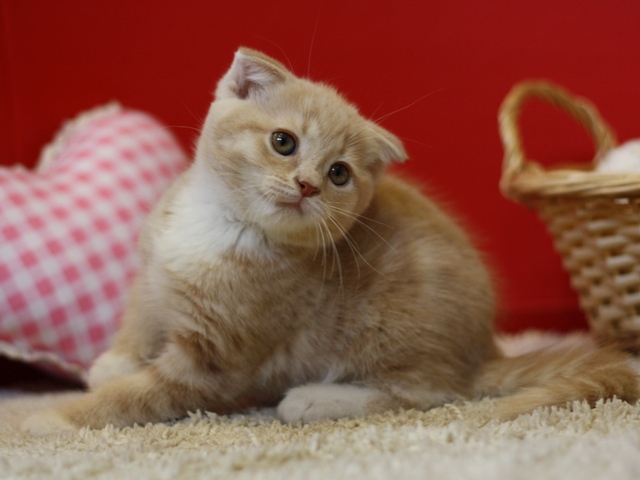 スコティッシュフォールドの子猫画像