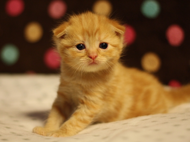 スコティッシュフォールドの子猫画像