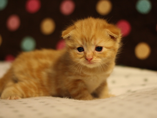 スコティッシュフォールドの子猫画像