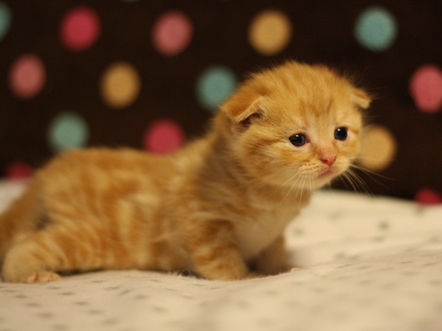 スコティッシュフォールドの子猫画像