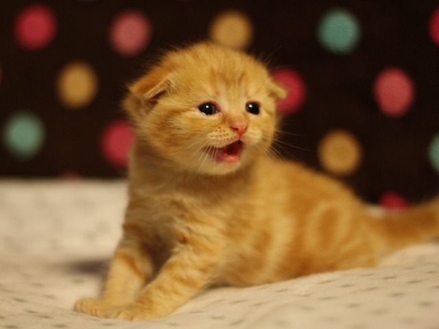 スコティッシュフォールドの子猫画像