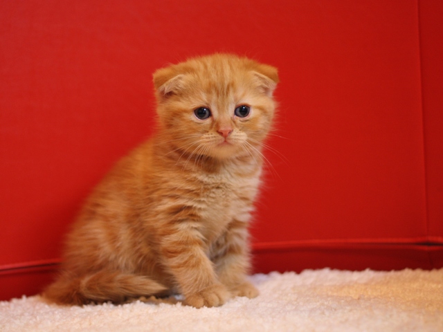スコティッシュフォールドの子猫画像