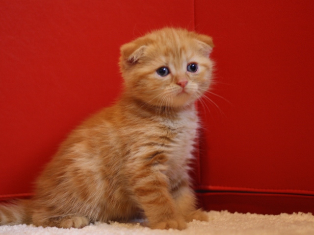 スコティッシュフォールドの子猫画像