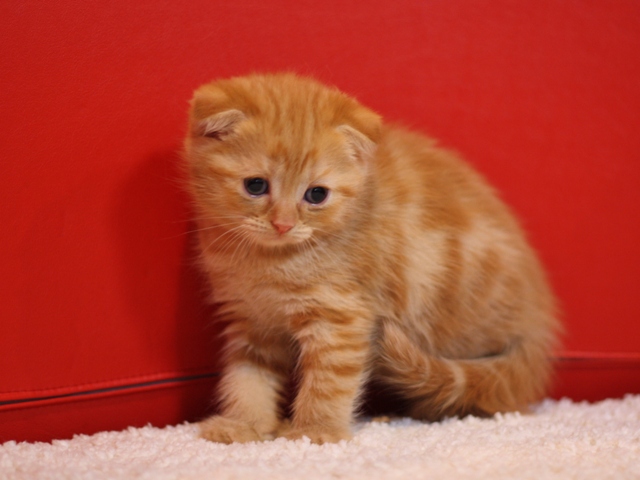 スコティッシュフォールドの子猫画像