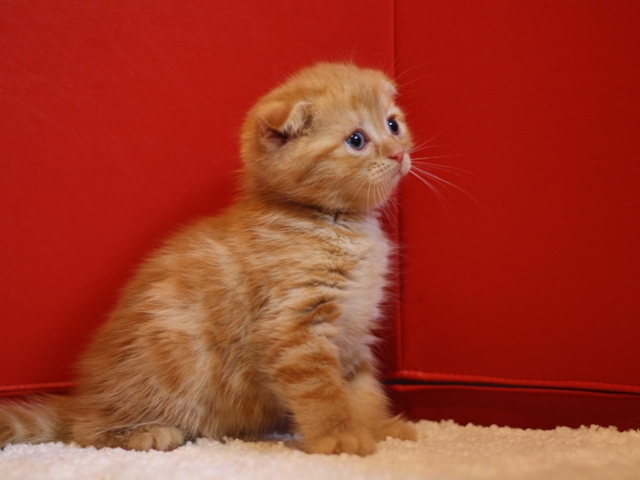 スコティッシュフォールドの子猫画像