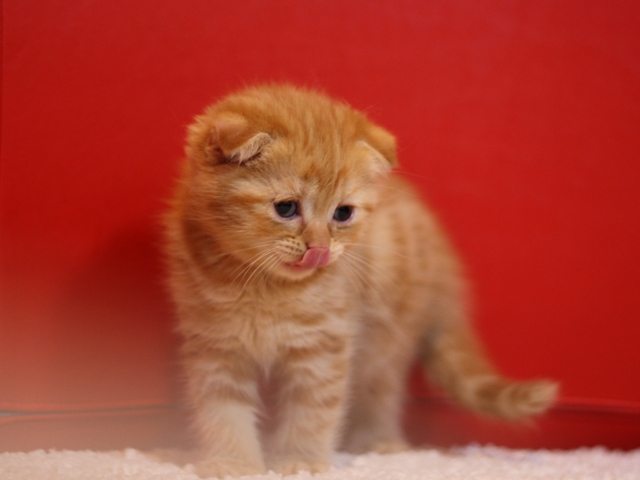 スコティッシュフォールドの子猫画像