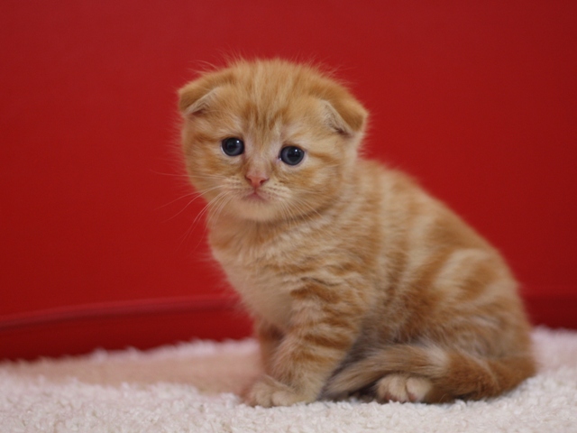 スコティッシュフォールドの子猫画像