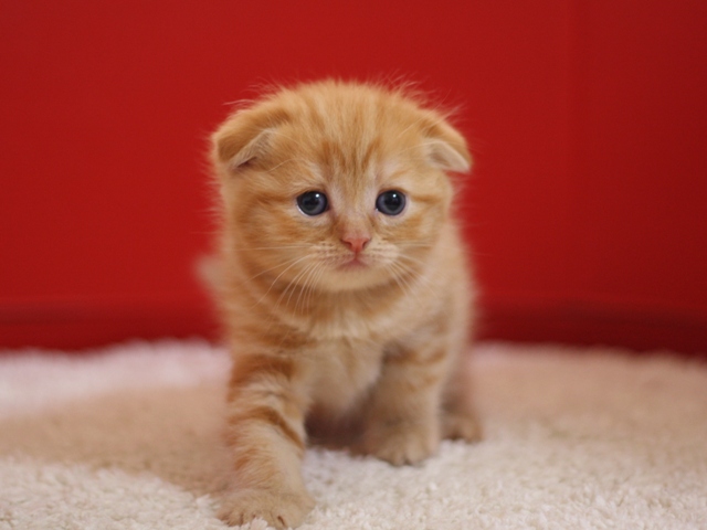 スコティッシュフォールドの子猫画像