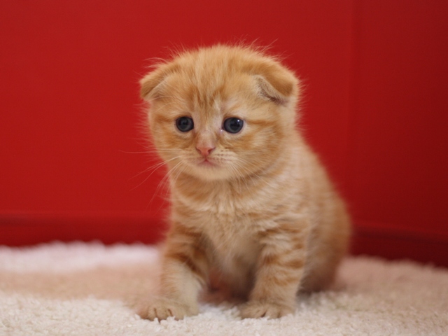 スコティッシュフォールドの子猫画像