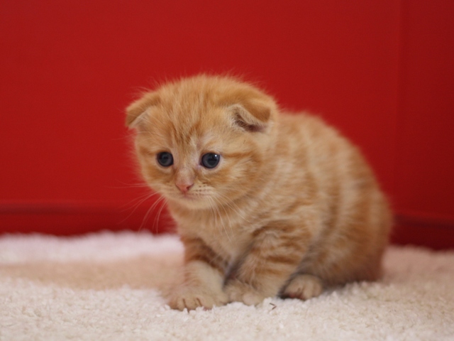 スコティッシュフォールドの子猫画像