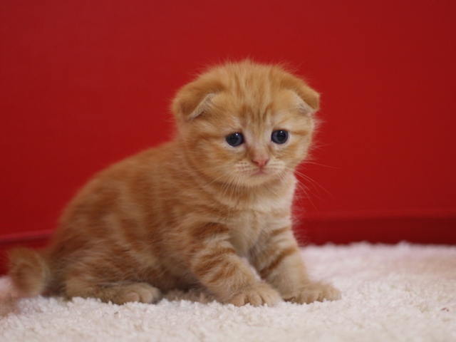 スコティッシュフォールドの子猫画像
