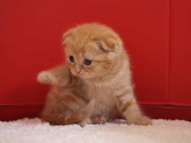 スコティッシュフォールドの子猫画像