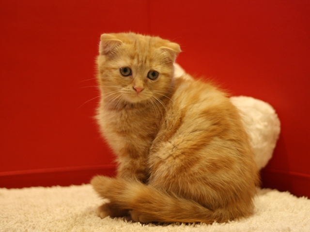スコティッシュフォールドの子猫画像