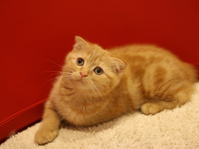 スコティッシュフォールドの子猫画像