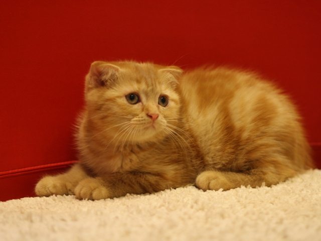スコティッシュフォールドの子猫画像