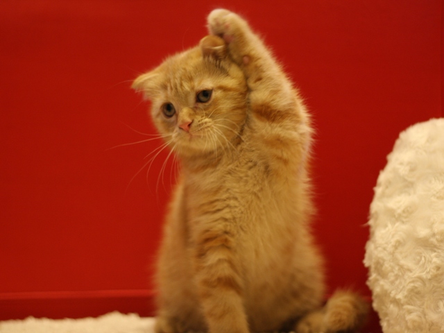 スコティッシュフォールドの子猫画像