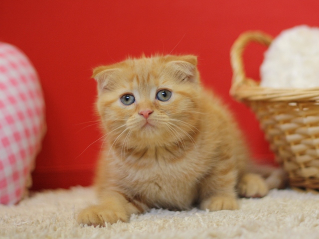 スコティッシュフォールドの子猫画像