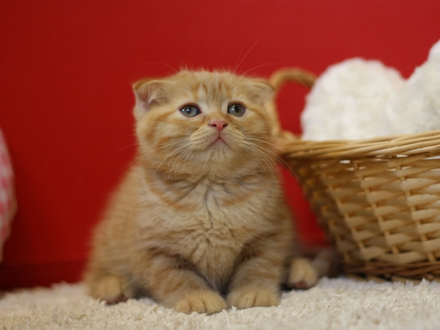 スコティッシュフォールドの子猫画像