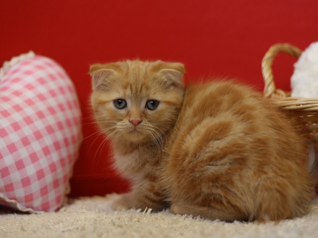 スコティッシュフォールドの子猫画像