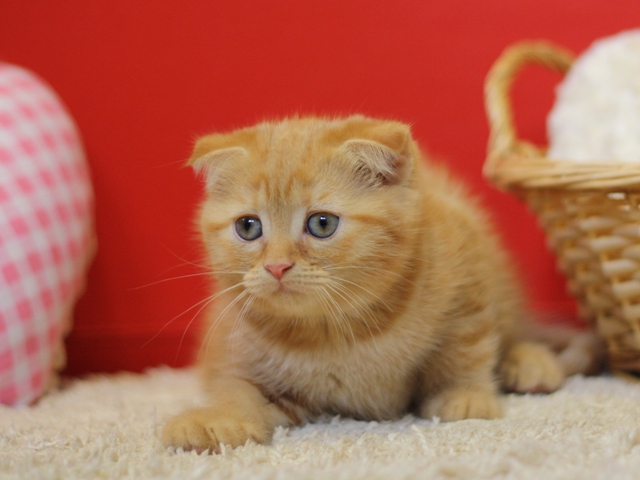 スコティッシュフォールドの子猫画像