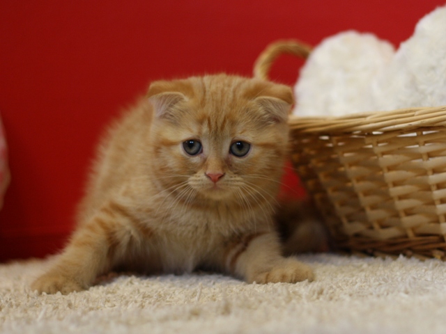 スコティッシュフォールドの子猫画像