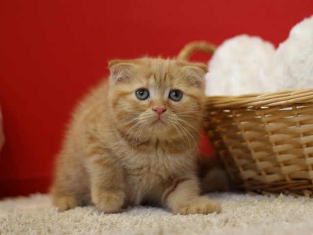 スコティッシュフォールドの子猫画像