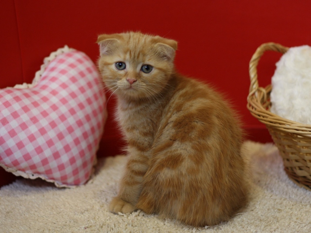 スコティッシュフォールドの子猫画像
