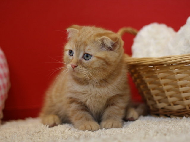 スコティッシュフォールドの子猫画像
