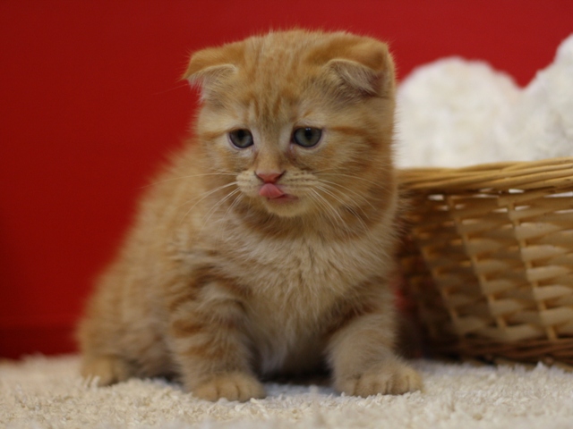 スコティッシュフォールドの子猫画像