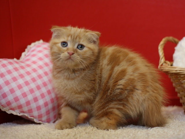 スコティッシュフォールドの子猫画像