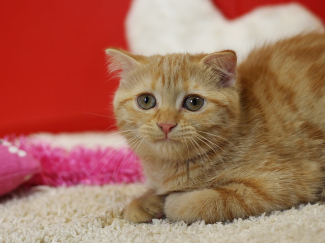 スコティッシュフォールドの子猫画像