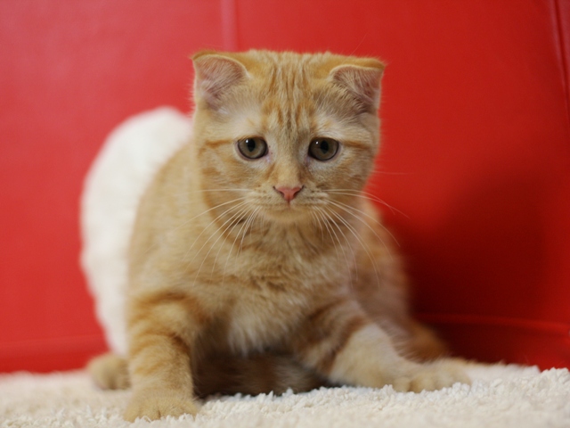 スコティッシュフォールドの子猫画像