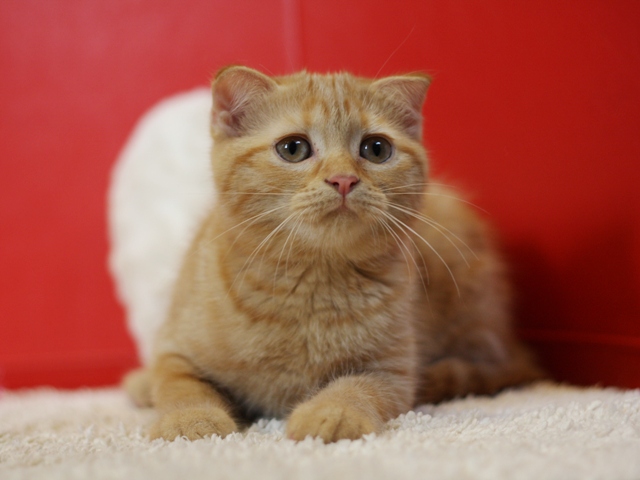 スコティッシュフォールドの子猫画像