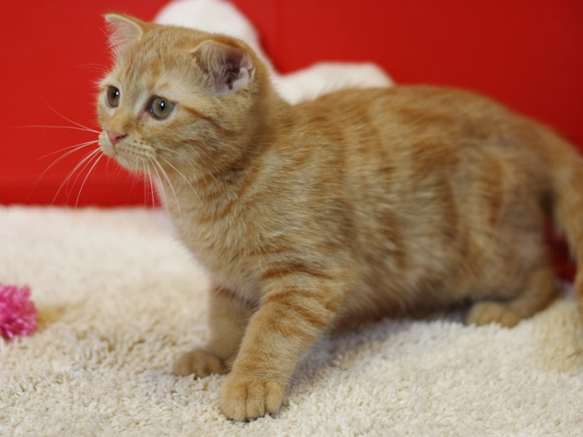 スコティッシュフォールドの子猫画像