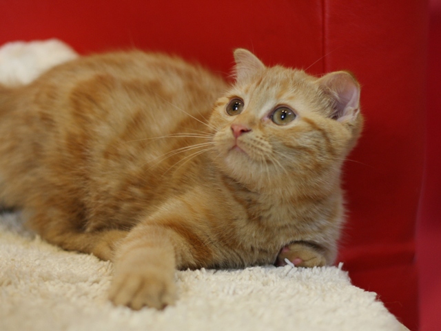 スコティッシュフォールドの子猫画像
