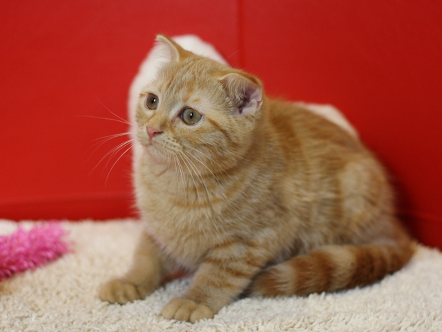 スコティッシュフォールドの子猫画像