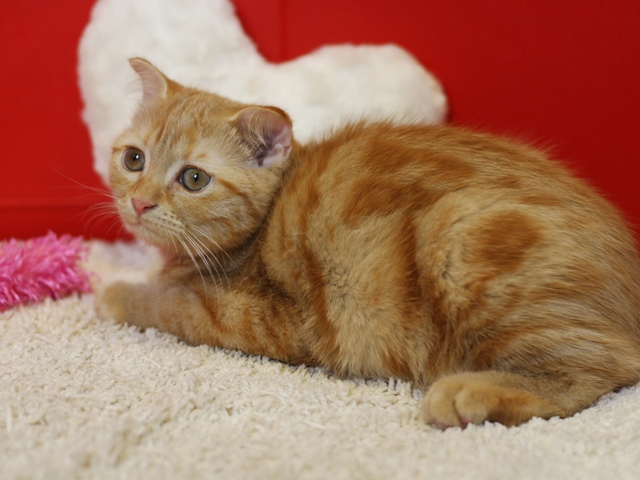 スコティッシュフォールドの子猫画像