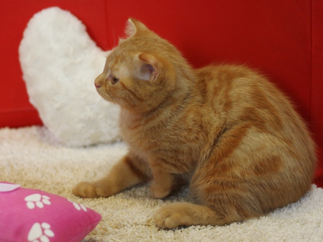 スコティッシュフォールドの子猫画像