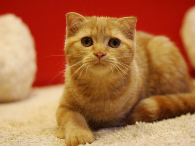 スコティッシュフォールドの子猫画像