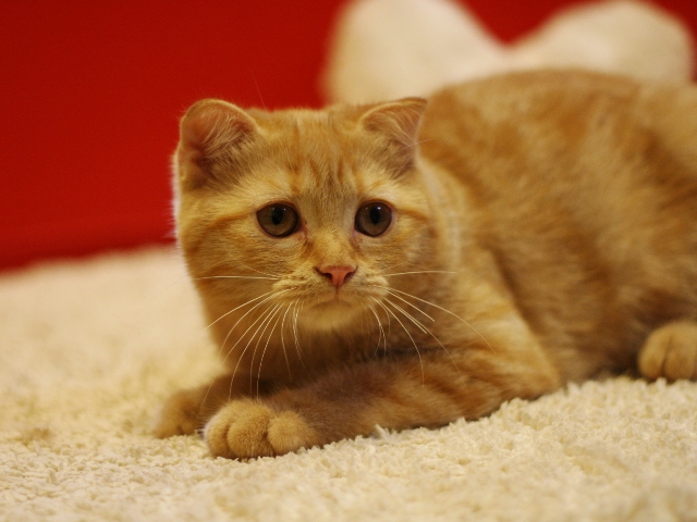 スコティッシュフォールドの子猫画像
