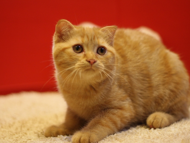 スコティッシュフォールドの子猫画像